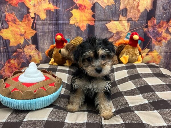Poodle/Yorkshire Terrier-Dog-Female-Black and Tan-25705-Petland Scottsdale, Arizona