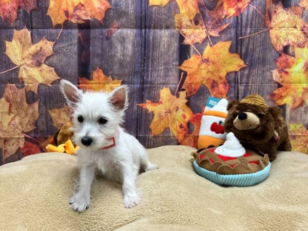 West Highland White Terrier-Dog-Female-White-25761-Petland Scottsdale, Arizona