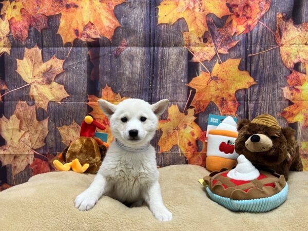 Shiba Inu-Dog-Male-Cream-25777-Petland Scottsdale, Arizona