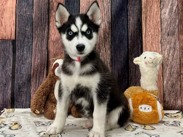 Siberian Husky-Dog-Female-Black / White-25805-Petland Scottsdale, Arizona