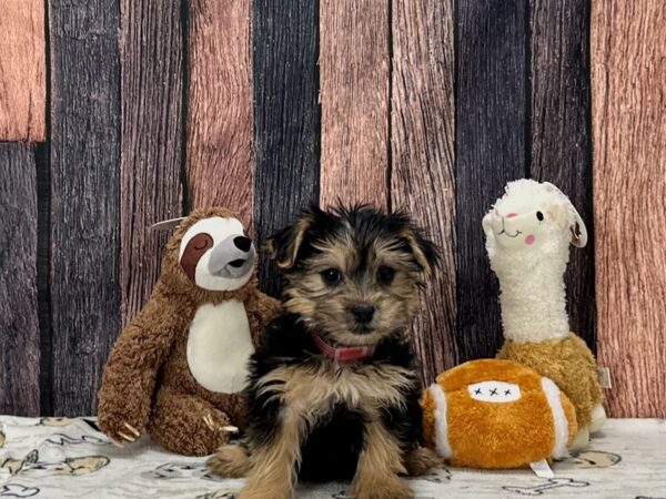 Maltese/Yorkshire Terrier-Dog-Female-Black and Tan-25782-Petland Scottsdale, Arizona