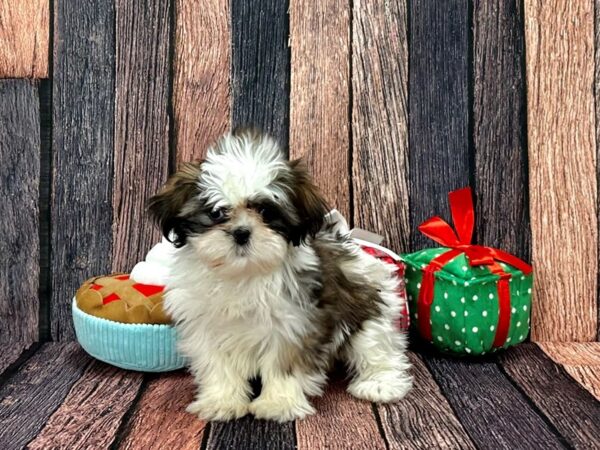 Shih Tzu-Dog-Female-White / Gold-25804-Petland Scottsdale, Arizona