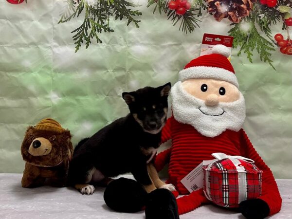 Shiba Inu-Dog-Female-Black and Tan-25822-Petland Scottsdale, Arizona