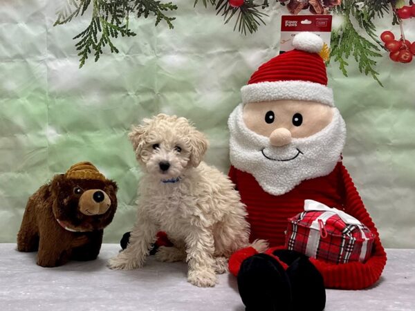 F1B Aussiedoodle-Dog-Male-Brown and White-25814-Petland Scottsdale, Arizona