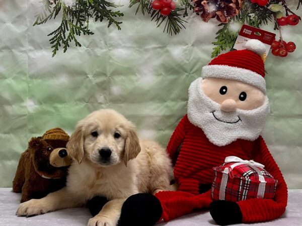 Golden Retriever-Dog-Female-Golden-25856-Petland Scottsdale, Arizona
