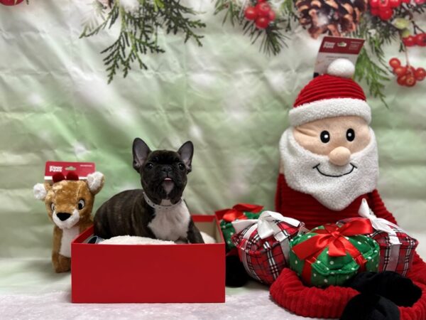 French Bulldog-Dog-Female-Black Brindle-25851-Petland Scottsdale, Arizona