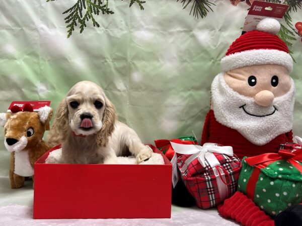 Cocker Spaniel-Dog-Female-Buff-25826-Petland Scottsdale, Arizona