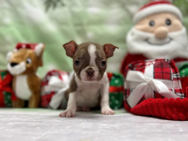 Boston Terrier-Dog-Female-Seal and White-25834-Petland Scottsdale, Arizona
