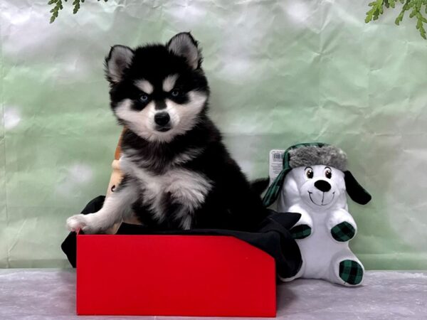 Alaskan Klee Kai-Dog-Female-Black-25893-Petland Scottsdale, Arizona