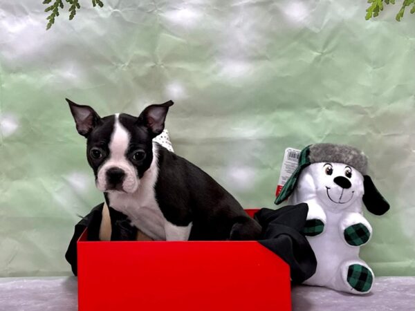 Boston Terrier-Dog-Female-Black and White-25872-Petland Scottsdale, Arizona