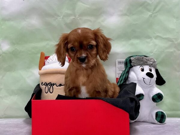 Cavalier King Charles Spaniel-Dog-Male-Ruby-25874-Petland Scottsdale, Arizona