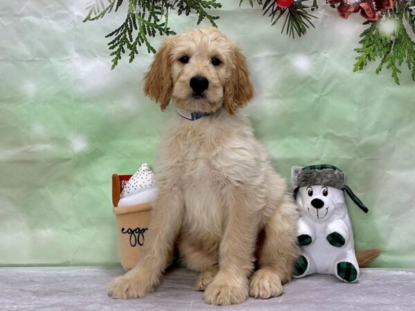 F1B Goldendoodle-Dog-Male--25912-Petland Scottsdale, Arizona