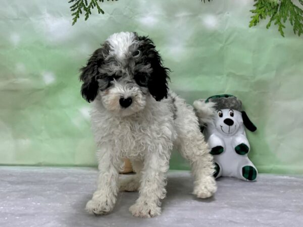 F1B Mini Goldendoodle-Dog-Female-White / Blue Merle-25903-Petland Scottsdale, Arizona