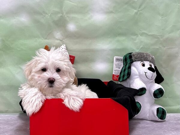 Maltese-Dog-Male-White-25864-Petland Scottsdale, Arizona