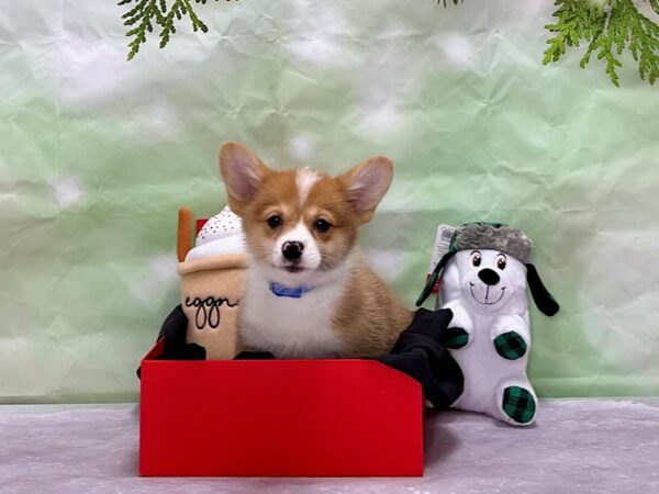 Pembroke Welsh Corgi/Pomeranian-Dog-Male-Red Merle-25900-Petland Scottsdale, Arizona