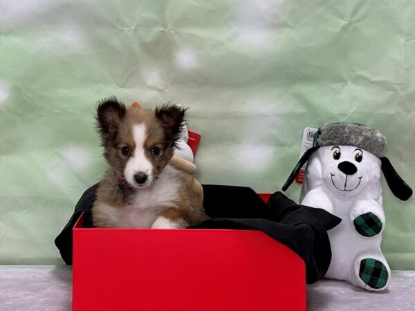 Shetland Sheepdog-Dog-Female-Sable / White-25886-Petland Scottsdale, Arizona