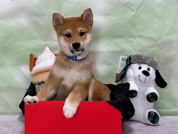 Shiba Inu-Dog-Male-Red-25869-Petland Scottsdale, Arizona