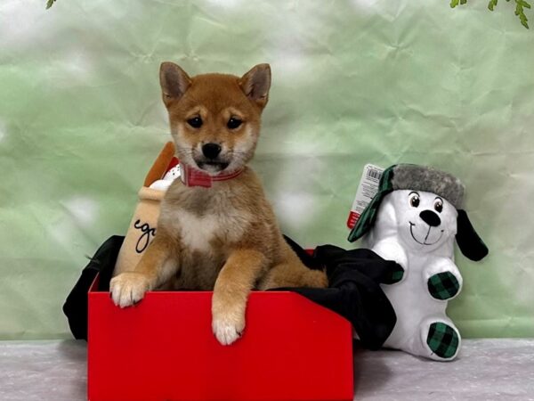 Shiba Inu-Dog-Female-Red Sesame-25870-Petland Scottsdale, Arizona
