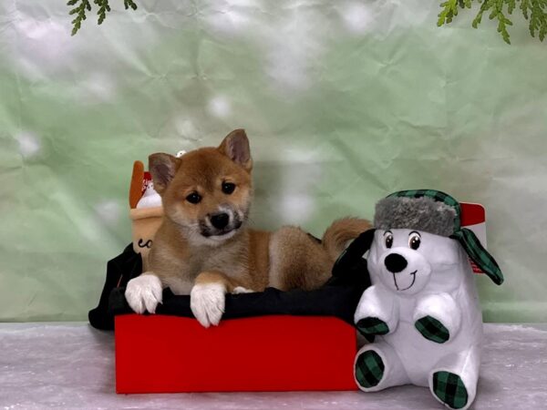 Shiba Inu-Dog-Male-Red Sesame-25908-Petland Scottsdale, Arizona