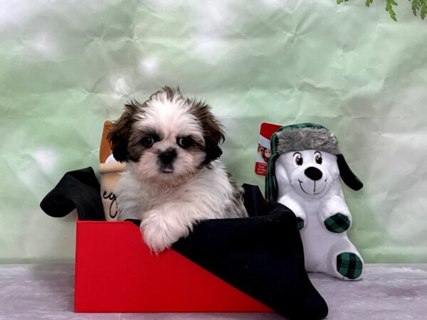 Shih Tzu-Dog-Male-Gold and White-25866-Petland Scottsdale, Arizona