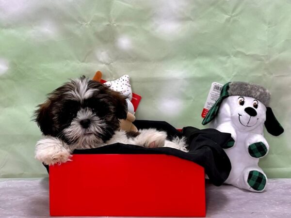 Shih Tzu-Dog-Female-Brindle and White-25865-Petland Scottsdale, Arizona