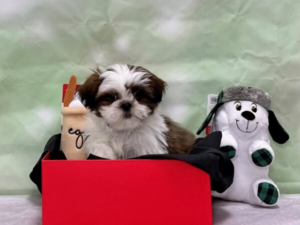 Shih Tzu-Dog-Male-Gold / White-25890-Petland Scottsdale, Arizona