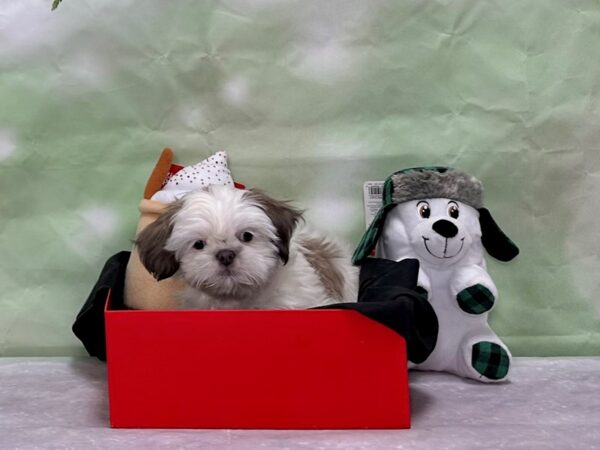 Shih Tzu-Dog-Female-White / Blue-25888-Petland Scottsdale, Arizona