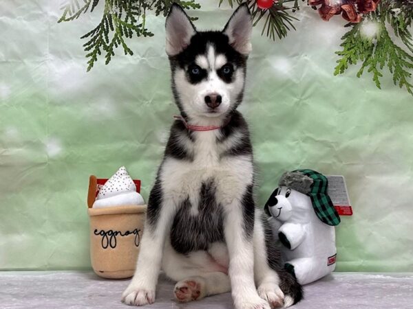 Siberian Husky-Dog-Female-Black and White-25861-Petland Scottsdale, Arizona