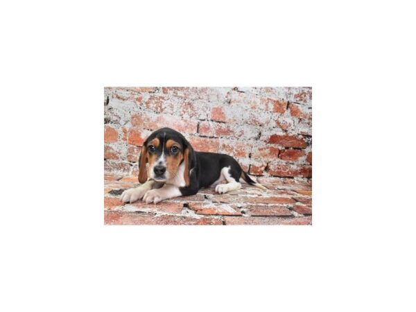 Beagle-Dog-Male-Black White and Tan-25954-Petland Scottsdale, Arizona