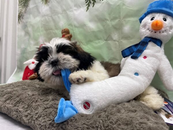 Shih Tzu-Dog-Male-Gold and White-25946-Petland Scottsdale, Arizona