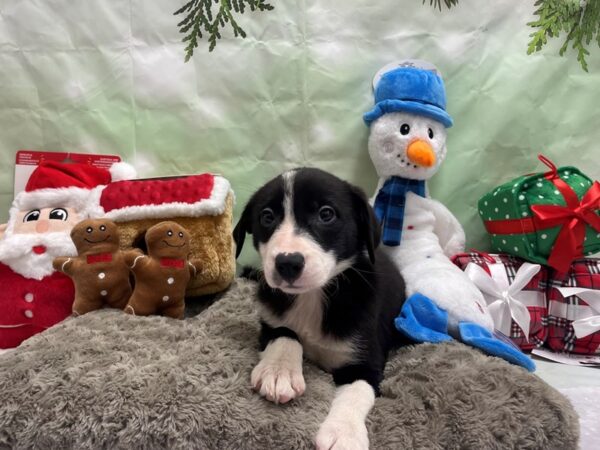 Border Collie-Dog-Female-Black / White-25916-Petland Scottsdale, Arizona
