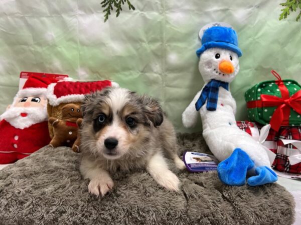 Miniature Australian Shepherd/Toy Australian Shepherd-Dog-Female-Blue Merle / Tan-25913-Petland Scottsdale, Arizona