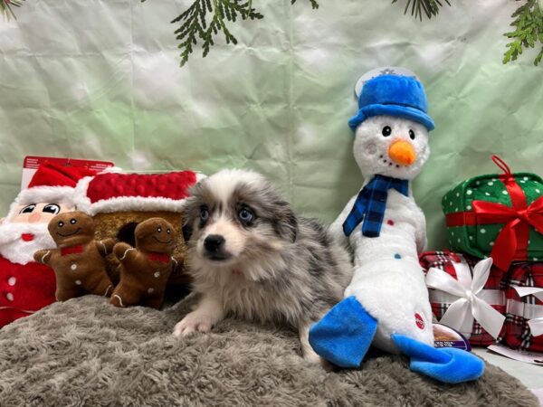 Miniature Australian Shepherd/Toy Australian Shepherd-Dog-Female-Blue Merle / Tan-25914-Petland Scottsdale, Arizona