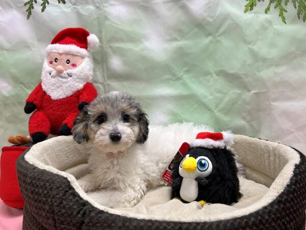 F1B Mini Aussipoo-Dog-Female-Blue Merle-25958-Petland Scottsdale, Arizona