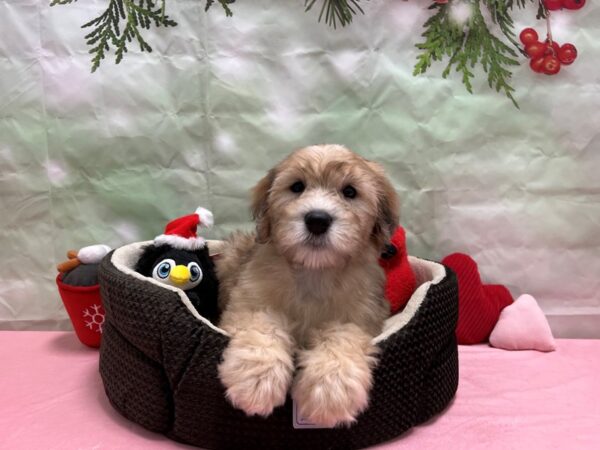 Poodle/Soft Coated Wheaten Terrier-Dog-Female-Wheaten Merle-25927-Petland Scottsdale, Arizona