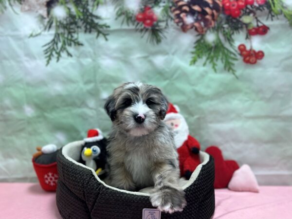 Poodle/Soft Coated Wheaten Terrier-Dog-Male-Purple Merle-25928-Petland Scottsdale, Arizona