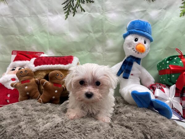 Maltese-Dog-Female-White-25939-Petland Scottsdale, Arizona