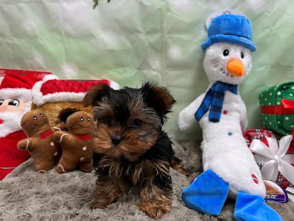 Yorkshire Terrier-Dog-Male-Black / Tan-25925-Petland Scottsdale, Arizona