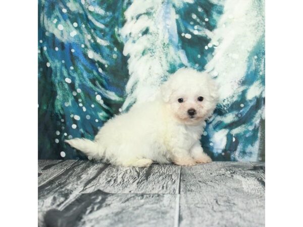 Bichon Frise-Dog-Male-White-25969-Petland Scottsdale, Arizona