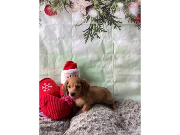 Dachshund-Dog-Female-Red Dapple-25973-Petland Scottsdale, Arizona