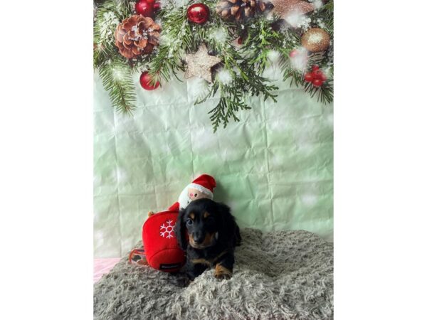Dachshund-Dog-Male-Black / Tan-25971-Petland Scottsdale, Arizona