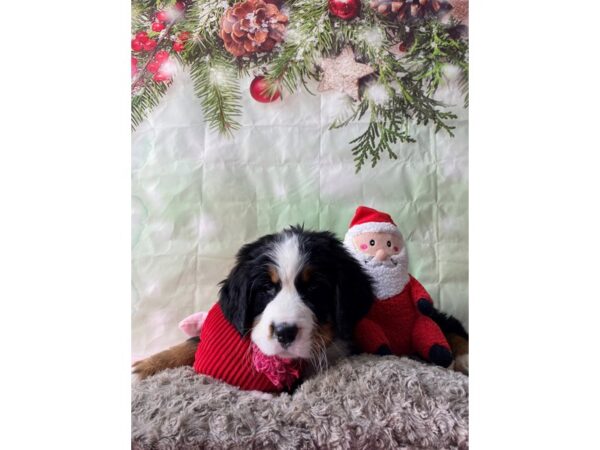 Bernese Mountain Dog-Dog-Male-Black White / Tan-25968-Petland Scottsdale, Arizona
