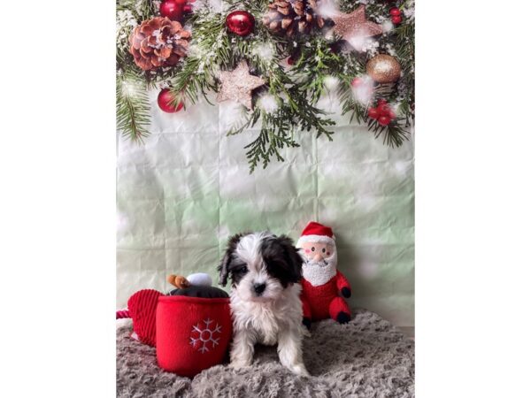 Cavalier King Charles Spaniel/Poodle-Dog-Female-White / Blue Merle-25978-Petland Scottsdale, Arizona