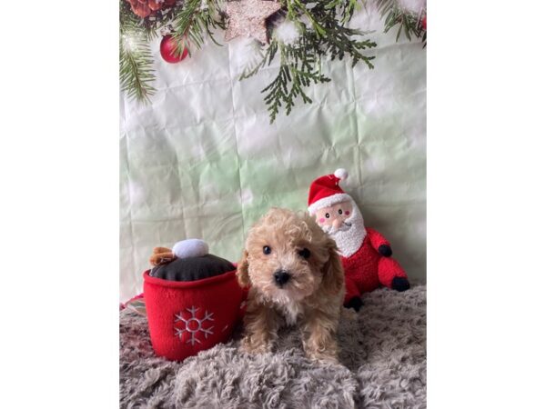 F1b Cavapoo-Dog-Female-Apricot-25966-Petland Scottsdale, Arizona