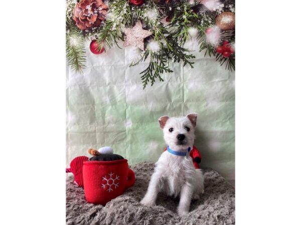 West Highland White Terrier-Dog-Male-White-25974-Petland Scottsdale, Arizona
