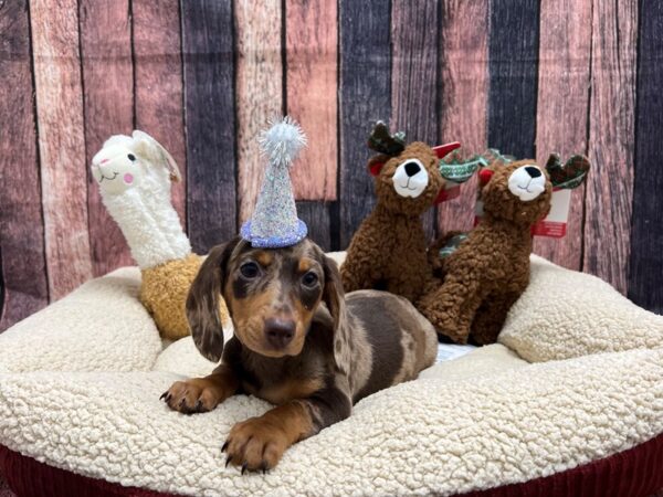 Dachshund-Dog-Female-Chocolate Dapple-25997-Petland Scottsdale, Arizona
