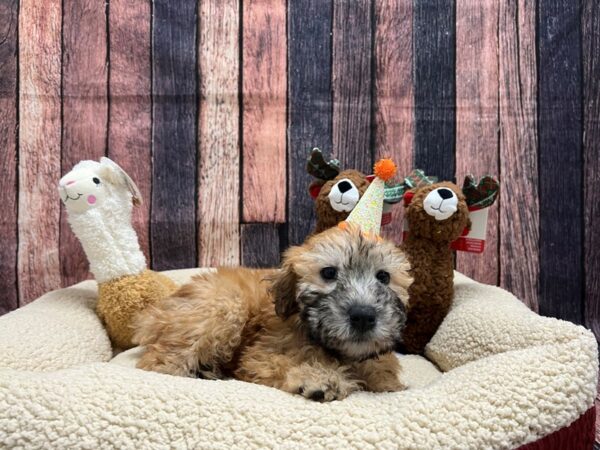 Soft Coated Wheaten Terrier-Dog-Female-Wheaten-26014-Petland Scottsdale, Arizona