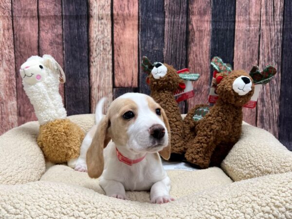 Beagle-Dog-Female-Lemon and White-26010-Petland Scottsdale, Arizona
