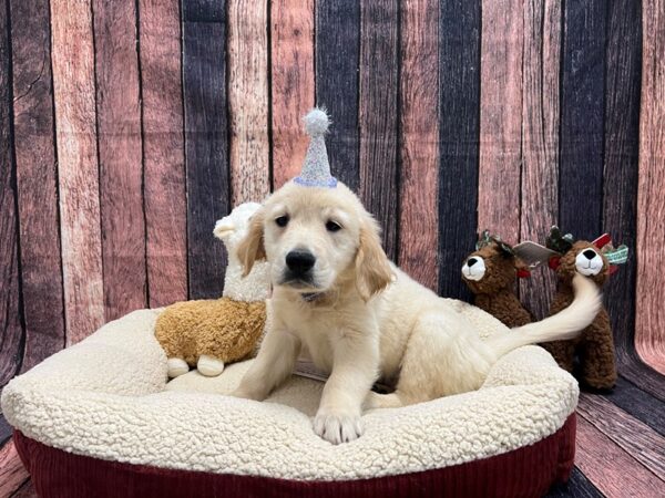 Golden Retriever-Dog-Male-Golden-26021-Petland Scottsdale, Arizona
