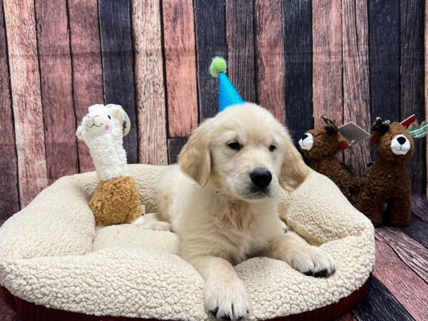 Golden Retriever-Dog-Male-Golden-26022-Petland Scottsdale, Arizona